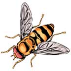 bees, hornets and wasps