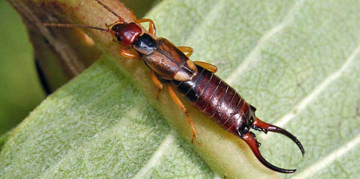 Earwigs insect pest control extermination.