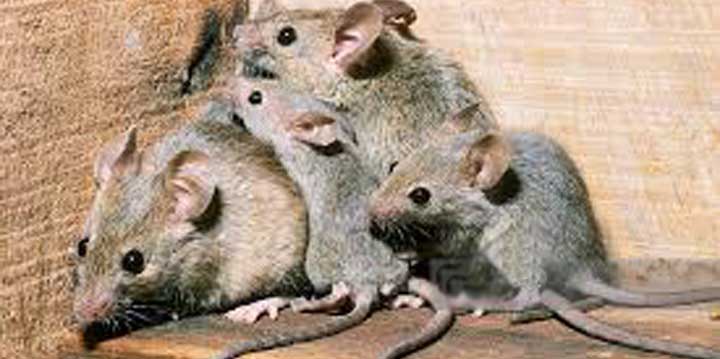 Mouse Rodent Mice Pest Control